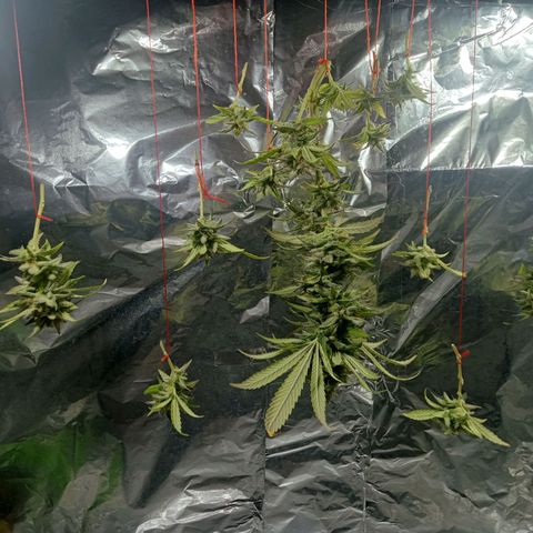 Northern Kush growlog timeline photo