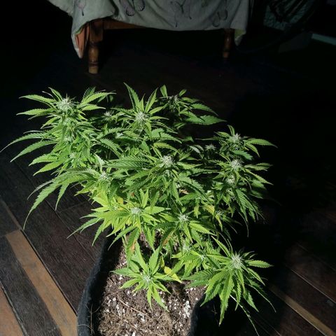 Critical Mango  growlog timeline photo