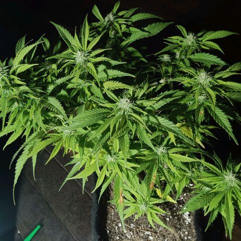 Critical Mango  growlog timeline photo