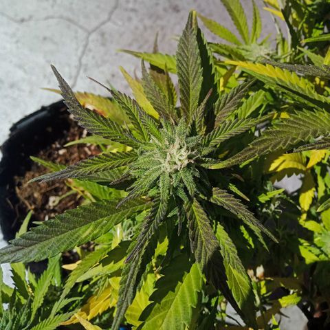 Critical Mango  growlog timeline photo