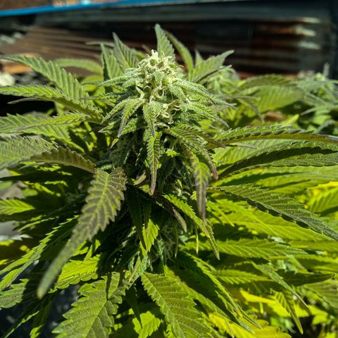 Critical Mango  growlog timeline photo