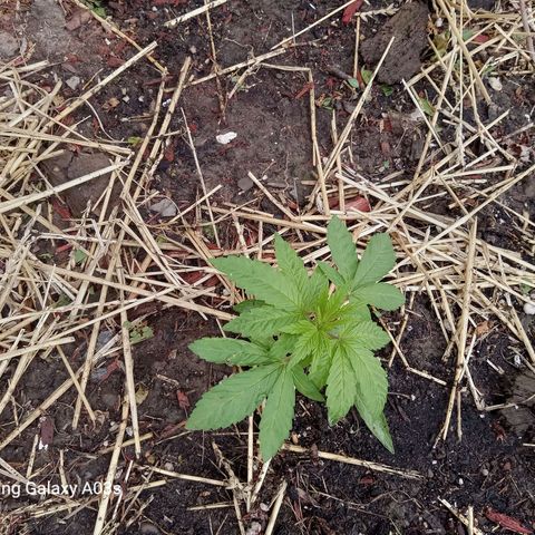 Putang BX growlog timeline photo