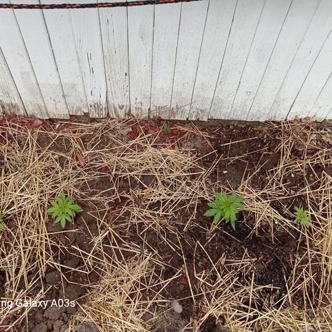 Putang BX growlog timeline photo