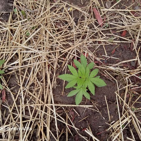 Putang BX growlog timeline photo