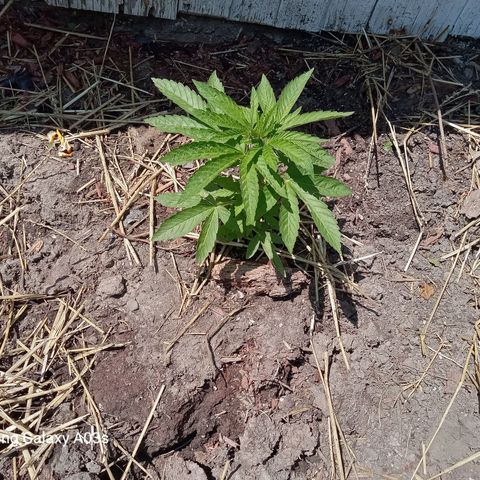 Putang BX growlog timeline photo