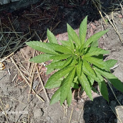 Putang BX growlog timeline photo