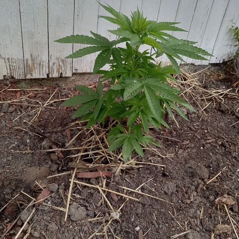 Putang BX growlog timeline photo