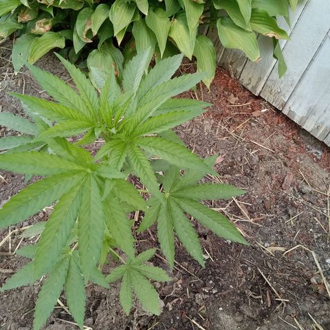 Putang BX growlog timeline photo
