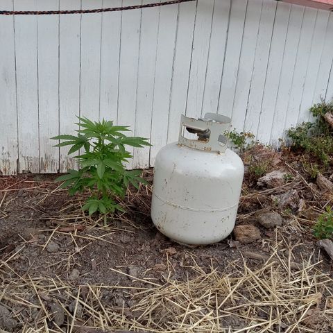 Putang BX growlog timeline photo