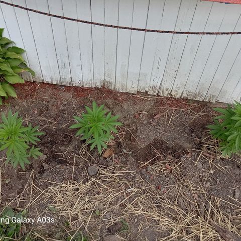 Putang BX growlog timeline photo
