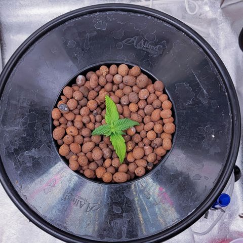 Kimberly growlog timeline photo