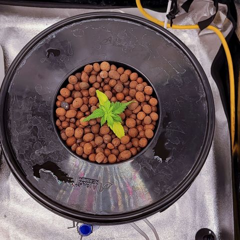 Kimberly growlog photo: Struggling but roots have shown up, so she should pull through. 