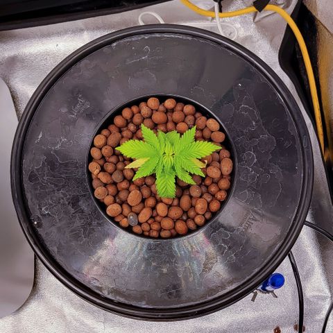 Kimberly growlog timeline photo