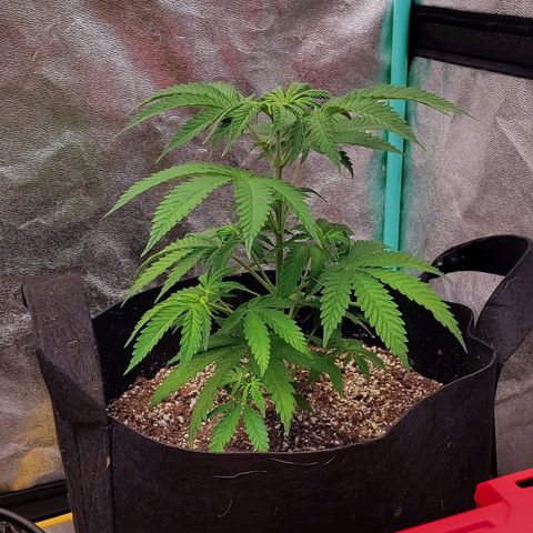 Kimberly growlog timeline photo