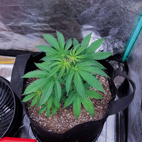 Kimberly growlog timeline photo