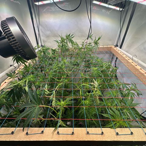 Hydro growlog timeline photo