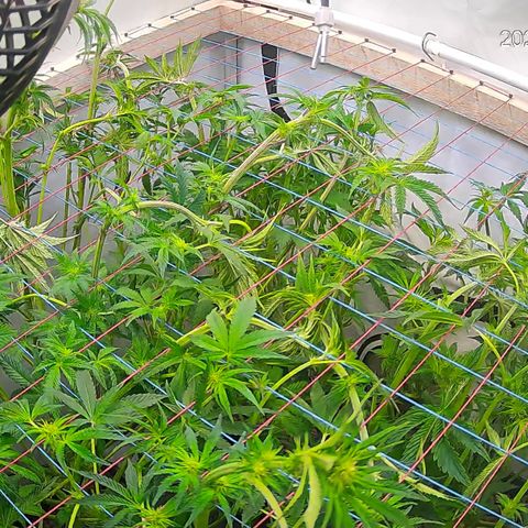 Hydro growlog timeline photo