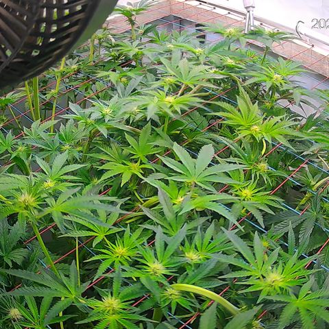 Hydro growlog timeline photo