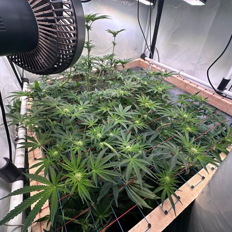 Hydro growlog timeline photo