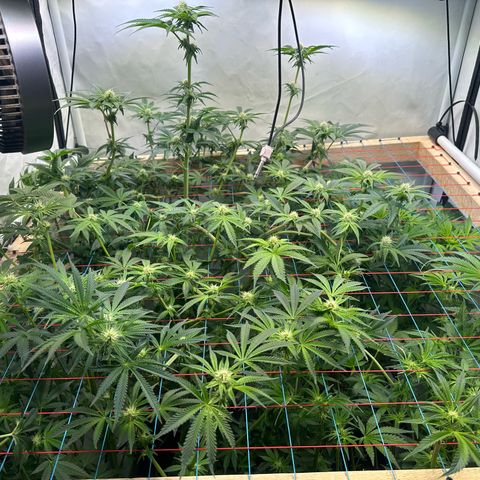 Hydro growlog timeline photo