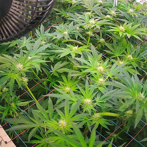 Hydro growlog timeline photo