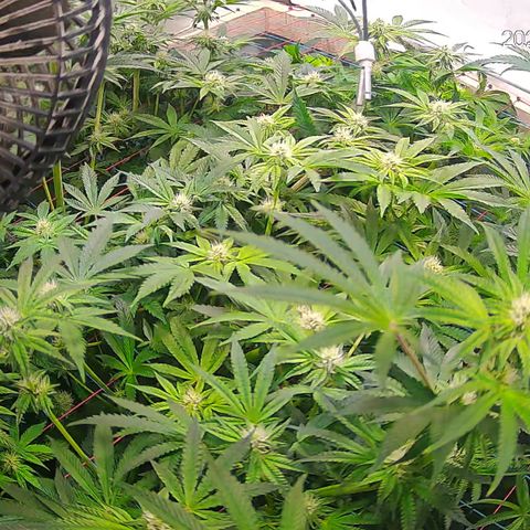 Hydro growlog timeline photo