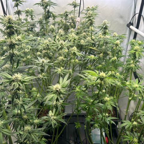 Hydro growlog timeline photo