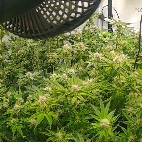 Hydro growlog timeline photo