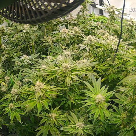 Hydro growlog timeline photo