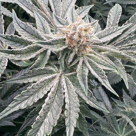 Hydro growlog timeline photo
