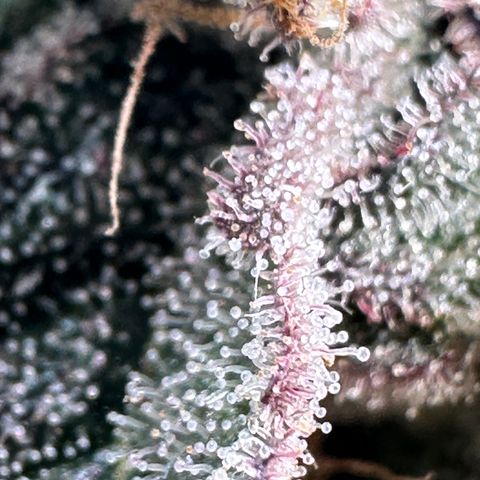 Hydro growlog timeline photo