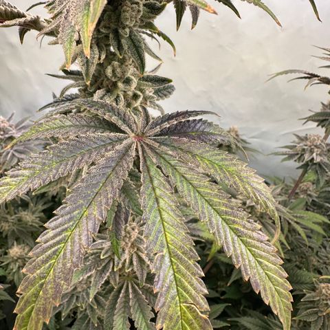 Hydro growlog timeline photo