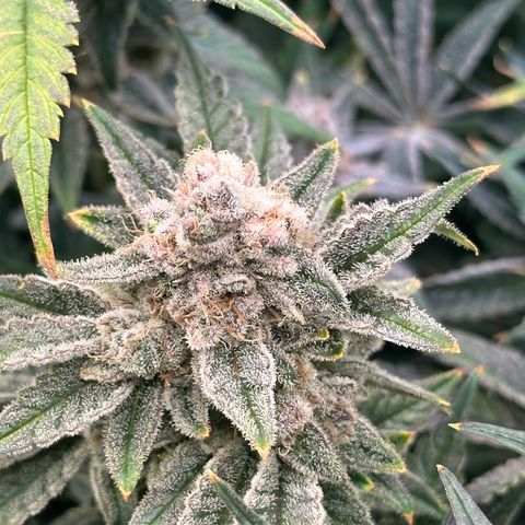 Hydro growlog timeline photo