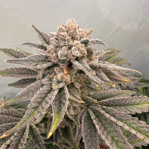 Hydro growlog timeline photo