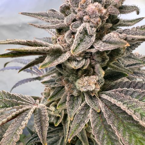 Hydro growlog timeline photo