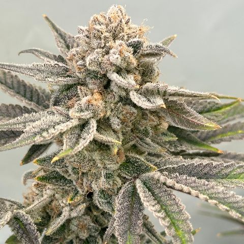 Hydro growlog timeline photo