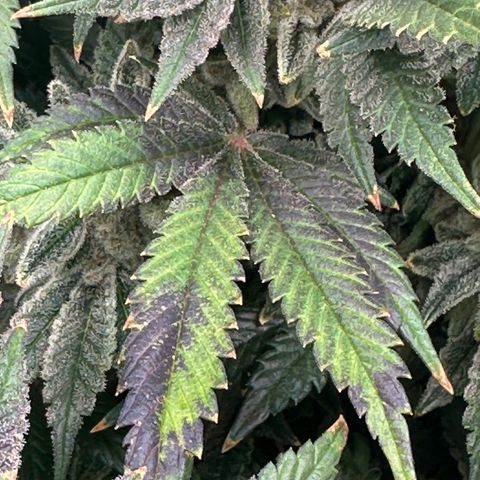 Hydro growlog timeline photo