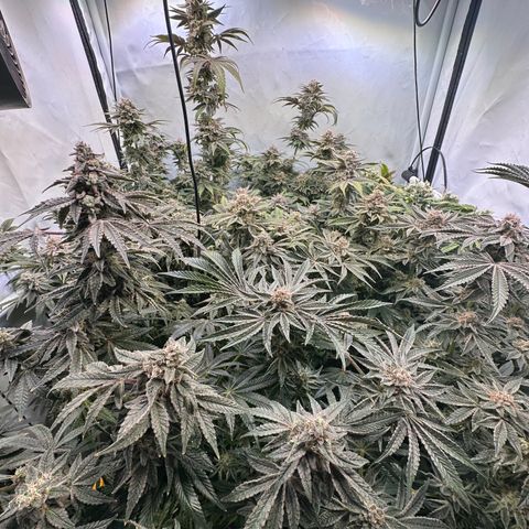 Hydro growlog timeline photo