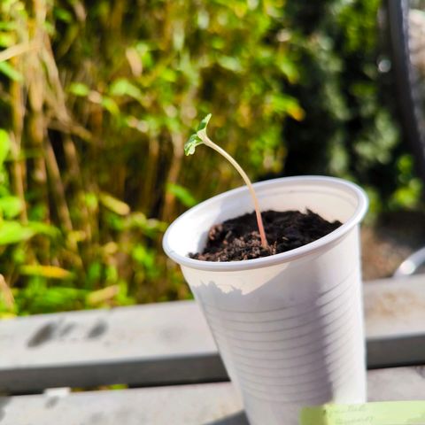Special Queen growlog timeline photo