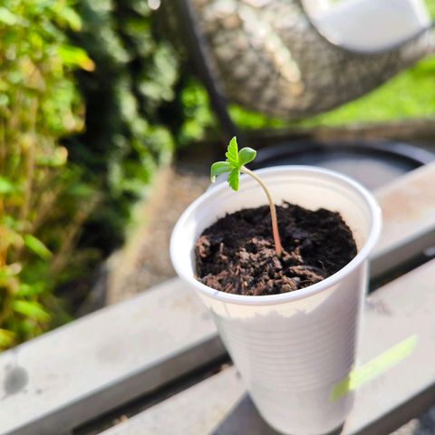 Special Queen growlog timeline photo