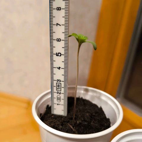 Special Queen growlog timeline photo