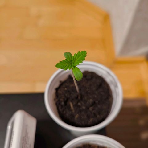 Special Queen growlog timeline photo