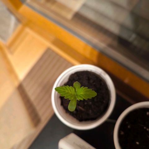 Special Queen growlog timeline photo