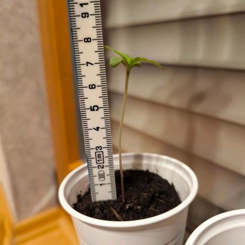 Special Queen growlog timeline photo