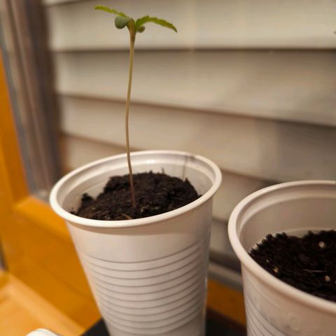 Special Queen growlog timeline photo