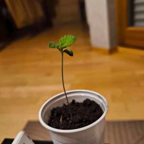 Special Queen growlog timeline photo