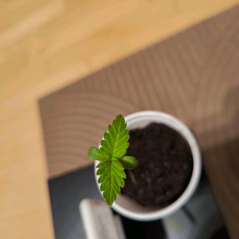 Special Queen growlog timeline photo