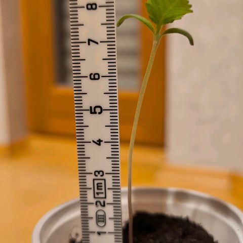Special Queen growlog timeline photo