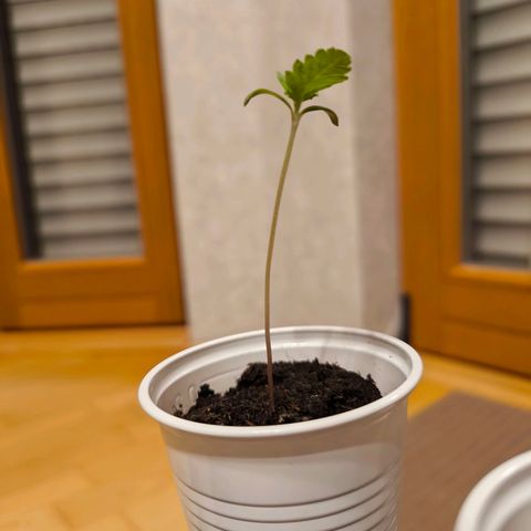 Special Queen growlog timeline photo