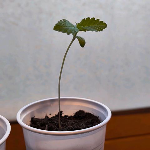 Special Queen growlog timeline photo